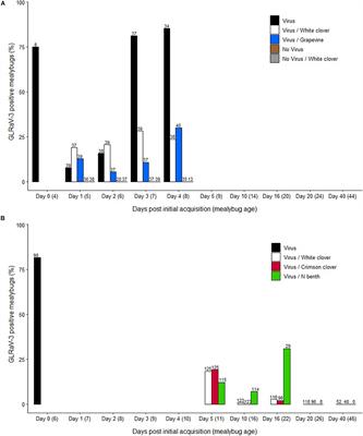 Retention and Transmission of Grapevine Leafroll-Associated Virus 3 by Pseudococcus calceolariae